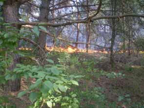 Пожежа в лісі с. Берізки Чечельницького району