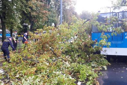 На вул. Пирогова дерево впало на тролейбус
