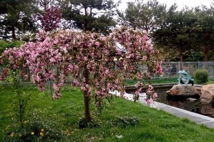 Японська модрина, священне бобове дерево і гінкго: у Подільському зоопарку оприлюднили фото екзотичних дерев 
