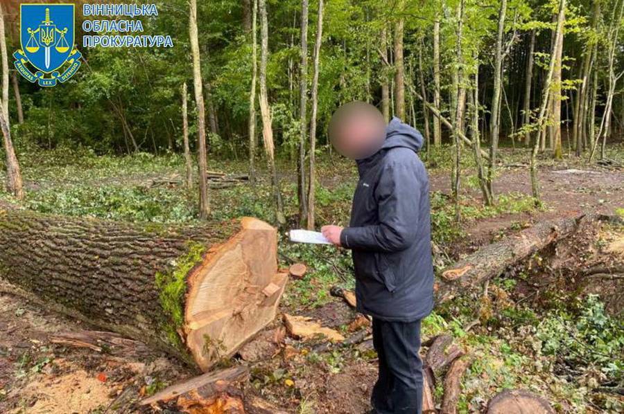 На Вінниччині через помилку лісівника вирубали 100 зайвих дерев на майже 900 тисяч гривень 