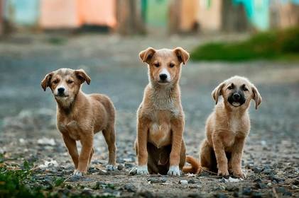 На Вінниччині створили пункт тимчасової перетримки безпритульних собак: як допомогти тваринкам