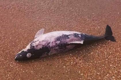 Дельфіни масово гинуть у Чорному морі через активність росіян