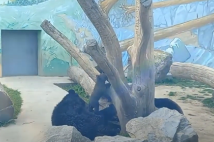 У Подільському зоопарку вперше показали новонароджених гімалайських ведмежат (відео)